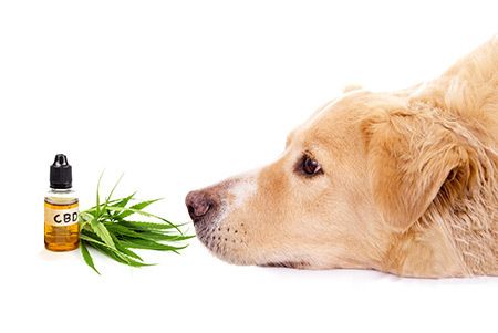 CBD Oil for Dogs