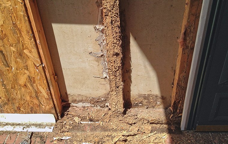 termites treatment brisbane