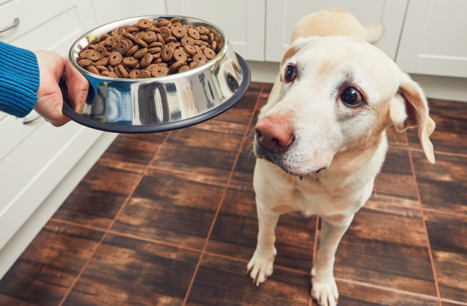 hypoallergenic food dog
